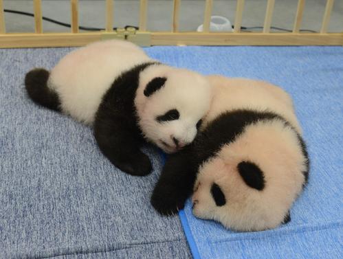 東京・上野動物園の双子のジャイアントパンダ。左が雄、右が雌。82日齢、9月13日撮影(東京動物園協会提供)