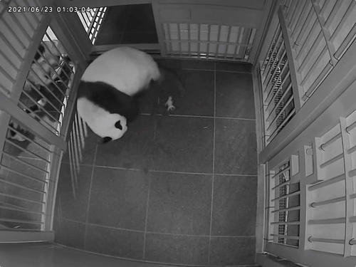 シンシンと生まれた直後の1頭目の赤ちゃんパンダ=6月23日午前1時すぎ(公財)東京動物園協会提供