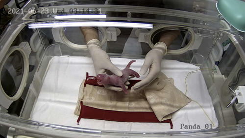 6月23日、生まれたばかりの赤ちゃんパンダ（公財）東京動物園協会提供