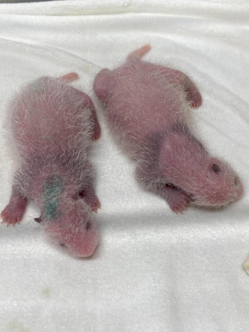 東京・上野動物園のジャイアントパンダの双子の赤ちゃん。8日齢=7月1日撮影(東京動物園協会提供)