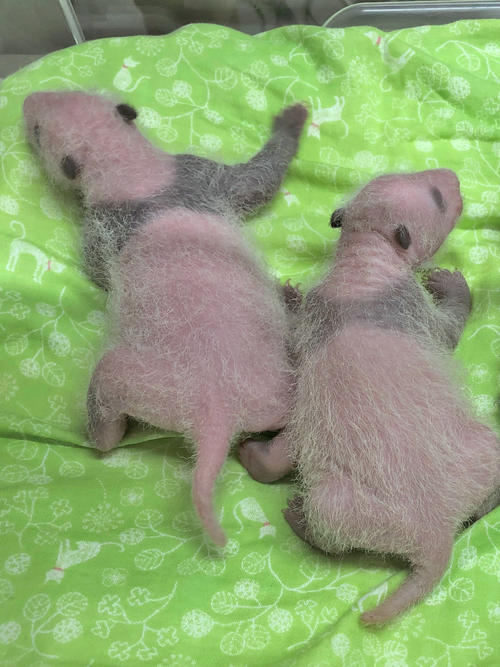 東京・上野動物園のジャイアントパンダの双子の赤ちゃん。13日齢=7月6日撮影(東京動物園協会提供)
