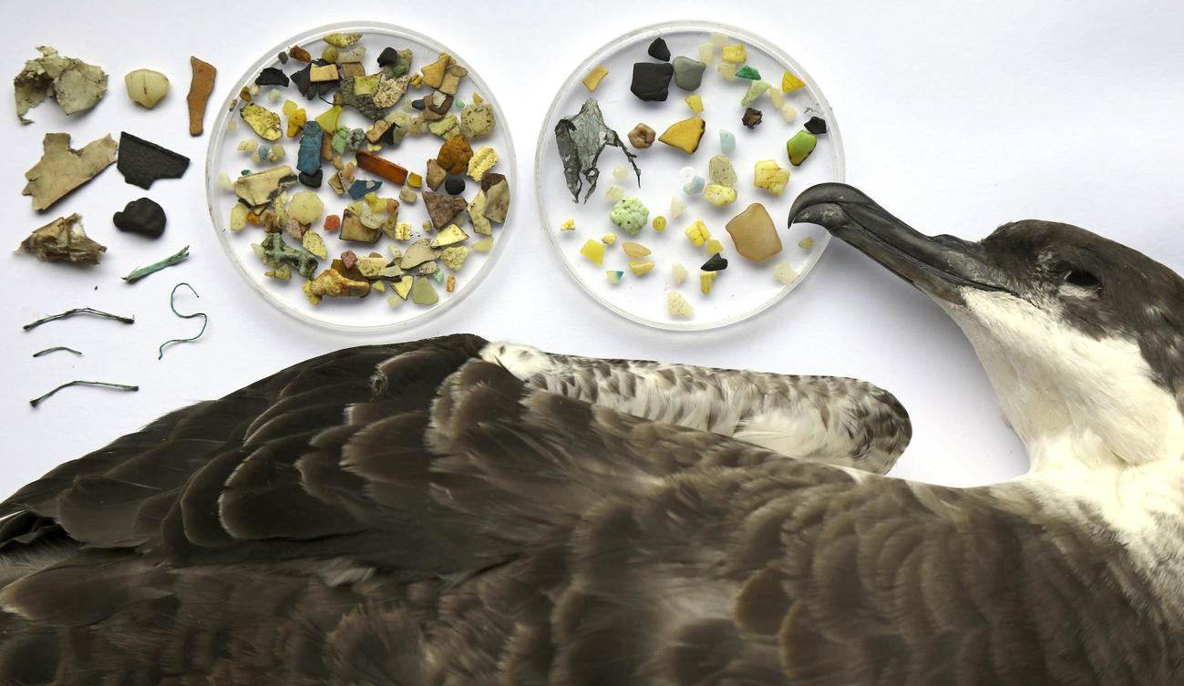 海鳥の胃から見つかったプラスチック片の例。今回の調査地点に近い、南大西洋の島の海鳥から確認された（C）Peter　Ryan