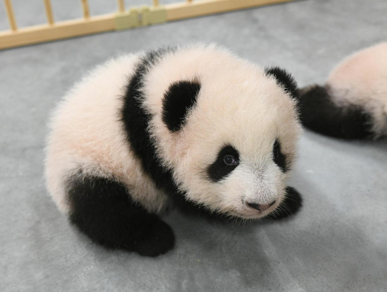 東京・上野動物園の双子のジャイアントパンダ。雌のレイレイ。110日齢、10月11日撮影（東京動物園協会提供）