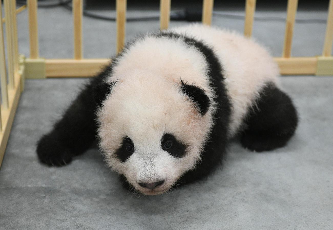東京・上野動物園の双子のジャイアントパンダ。雄のシャオシャオ。110日齢、10月11日撮影（東京動物園協会提供）