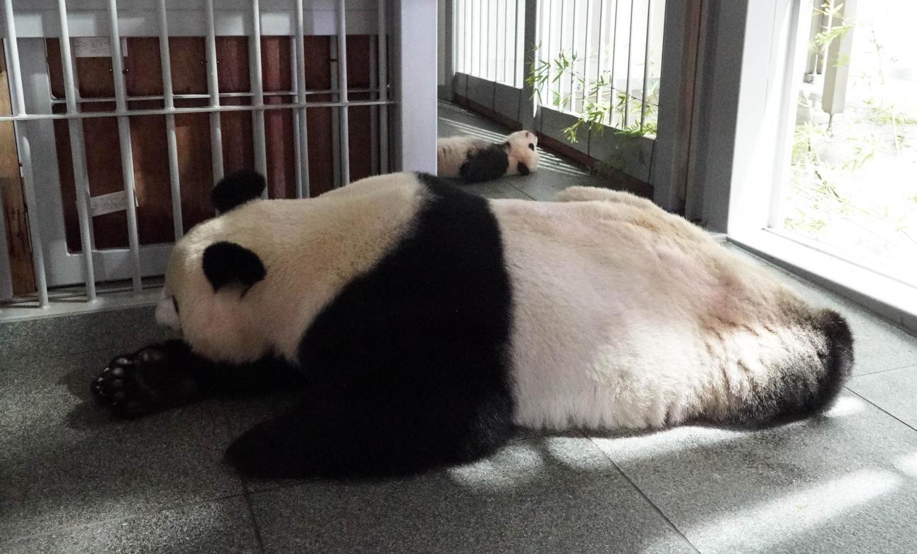 東京・上野動物園、双子のジャイアントパンダの母子。手前がシンシン、奥が雄のシャオシャオ。110日齢、10月11日撮影（東京動物園協会提供）