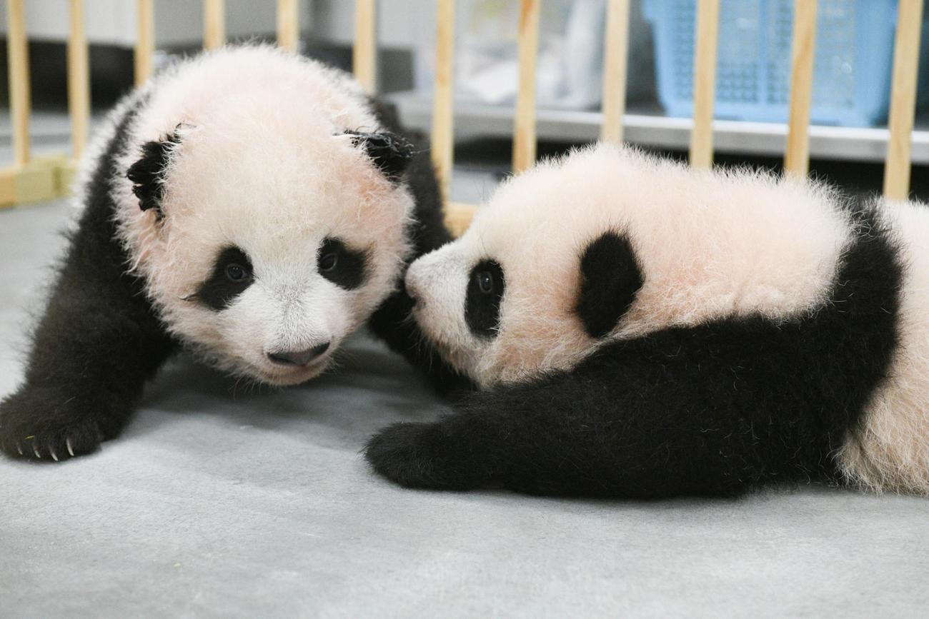 東京・上野動物園の双子のジャイアントパンダ。左が雄のシャオシャオ、右が雌のレイレイ。110日齢、10月11日撮影（東京動物園協会提供）