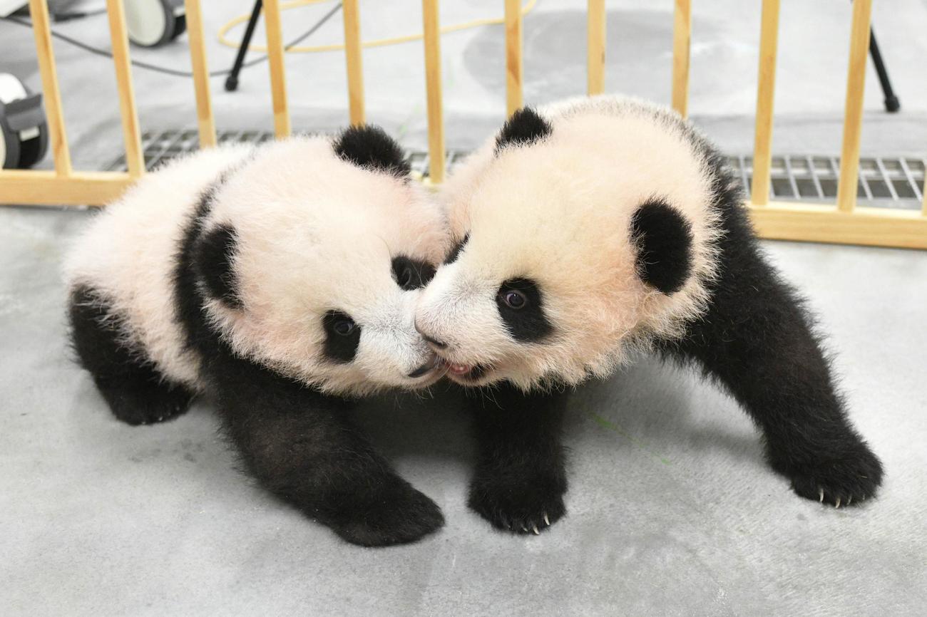 東京・上野動物園の双子のジャイアントパンダ。左が雄のシャオシャオ、右が雌のレイレイ。117日齢、10月18日撮影（東京動物園協会提供）