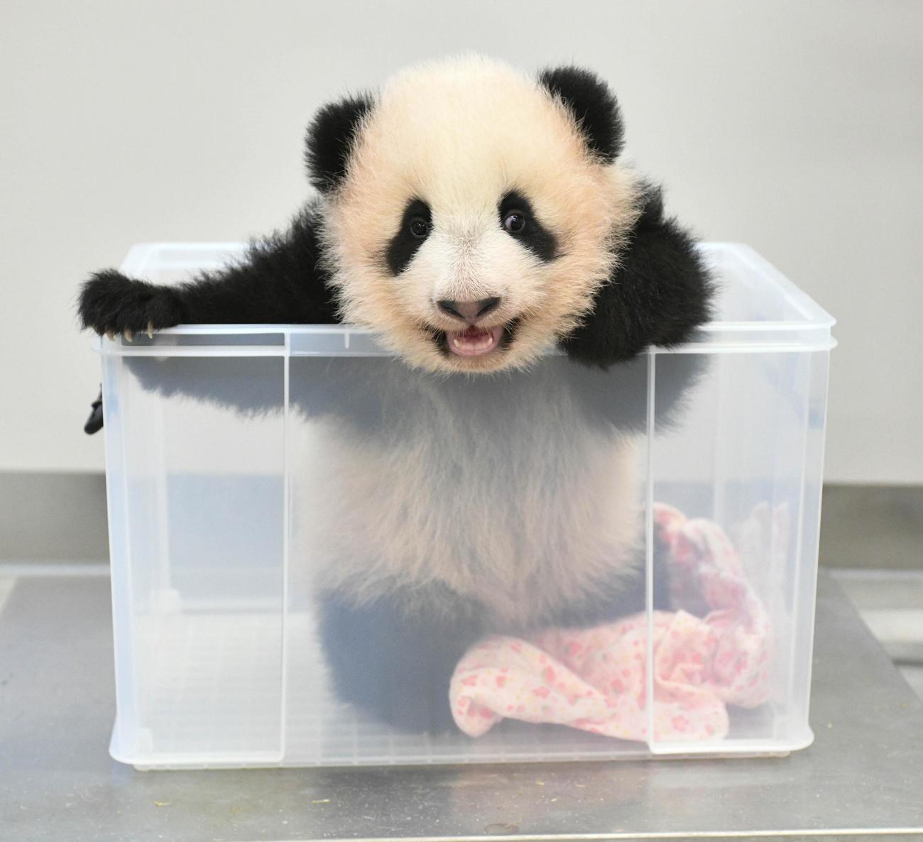 東京・上野動物園、双子のジャイアントパンダの雌レイレイ。117日齢、10月18日撮影（東京動物園協会提供）