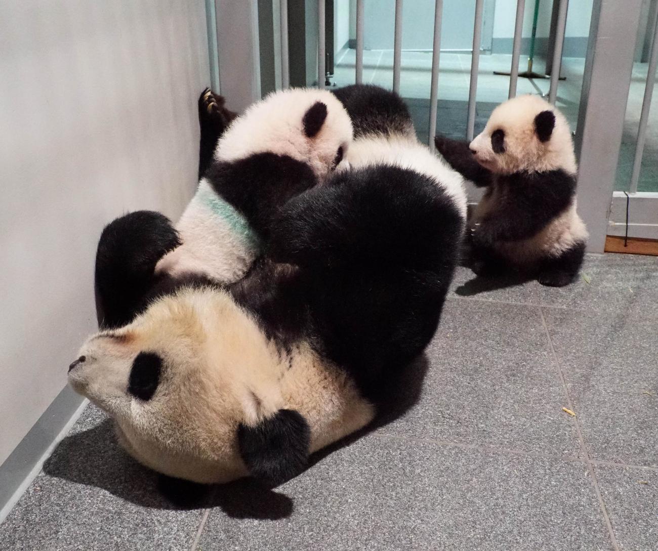 東京・上野動物園のジャイアントパンダ。母親シンシンと一緒にすごす双子。左が雄のシャオシャオ、右が雌のレイレイ。124日齢、10月25日撮影（東京動物園協会提供）