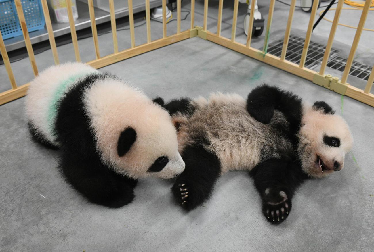 東京・上野動物園の双子のジャイアントパンダ。左が雄のシャオシャオ、右が雌のレイレイ。124日齢、10月25日撮影（東京動物園協会提供）