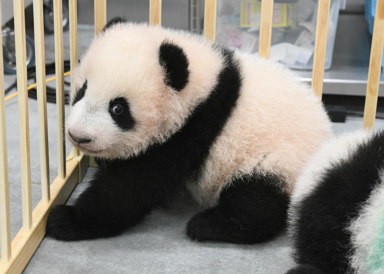 東京・上野動物園、双子のジャイアントパンダの雌レイレイ。124日齢、10月25日撮影（東京動物園協会提供）