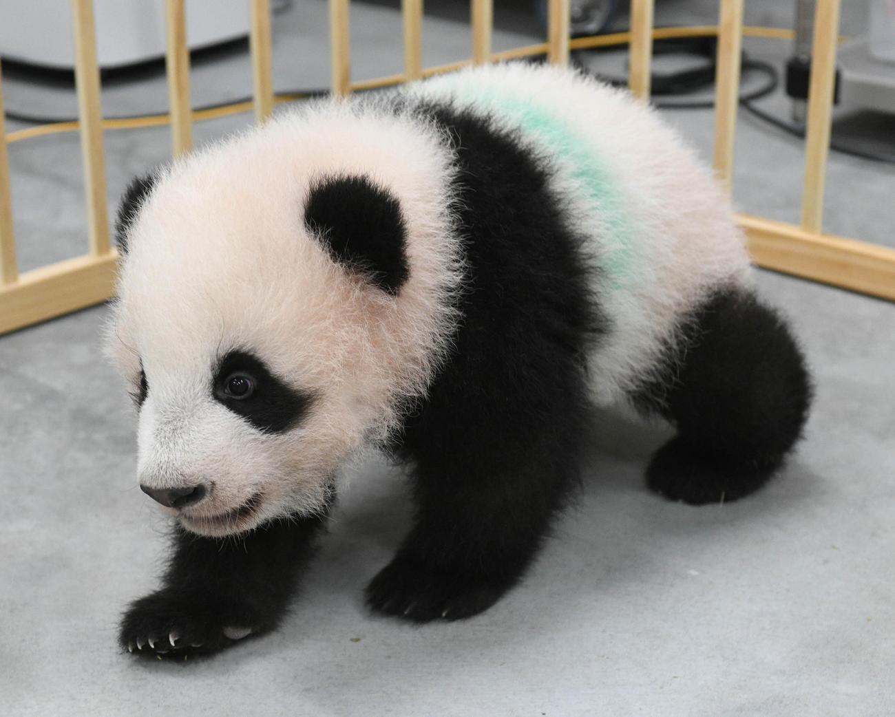 東京・上野動物園、双子のジャイアントパンダの雄シャオシャオ。124日齢、10月25日撮影（東京動物園協会提供）