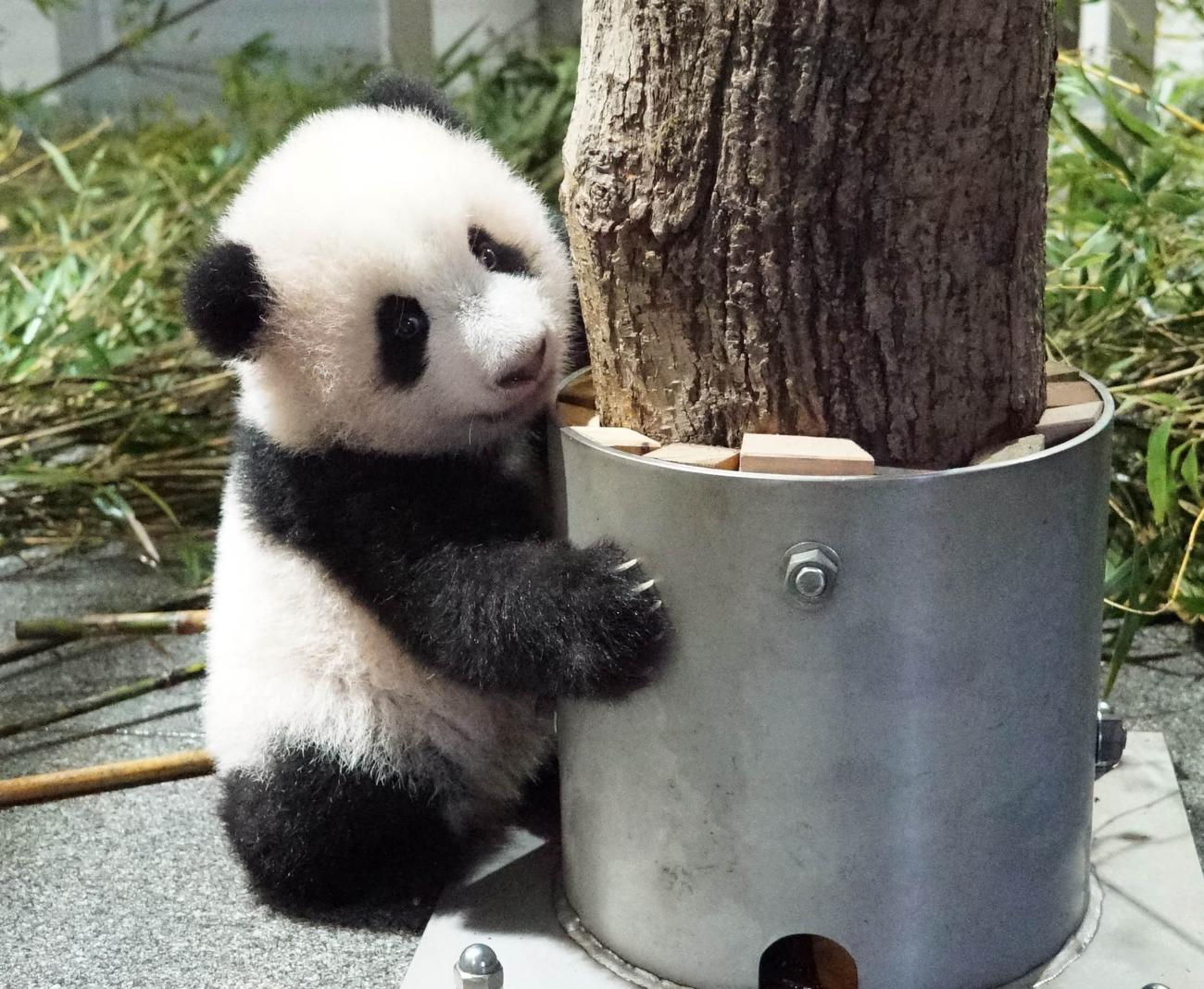 東京・上野動物園、双子のジャイアントパンダの雌レイレイ。131日齢、11月1日撮影（東京動物園協会提供）