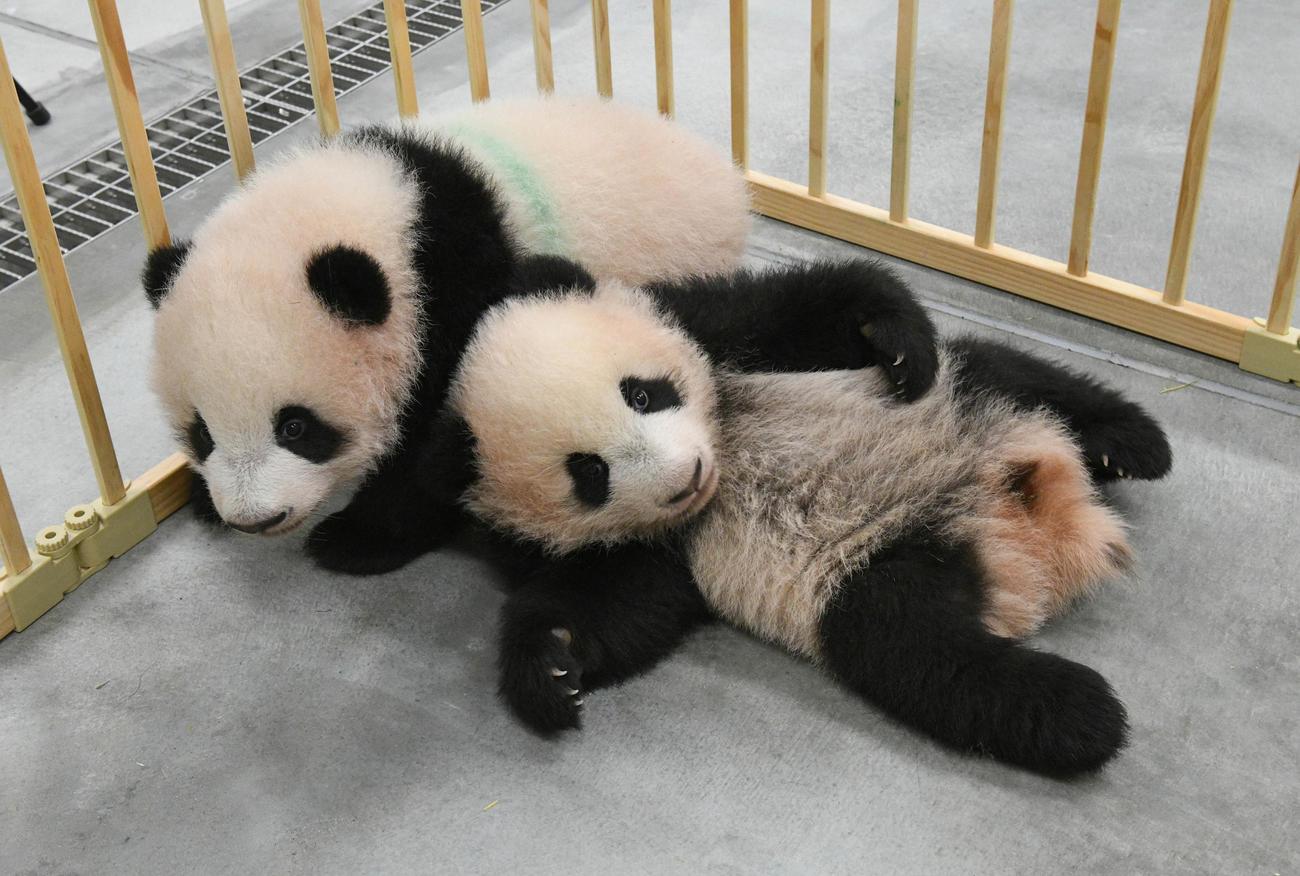 東京・上野動物園の双子のジャイアントパンダ。左が雄のシャオシャオ、右が雌のレイレイ。131日齢、11月1日撮影（東京動物園協会提供）