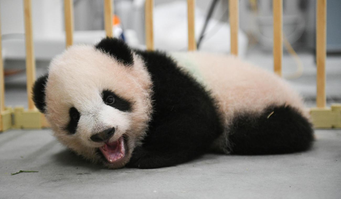 東京・上野動物園、双子のジャイアントパンダの雄シャオシャオ。131日齢、11月1日撮影（東京動物園協会提供）