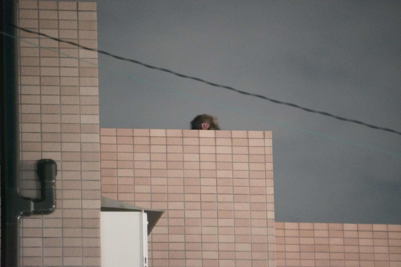 東京・赤羽の住宅マンションの屋上で寝ている野生のサル（撮影・沢田直人）