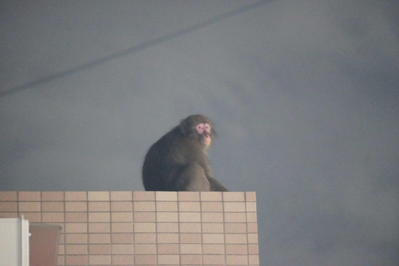 東京・赤羽の住宅マンションの屋上で休む野生のサル（撮影・沢田直人）