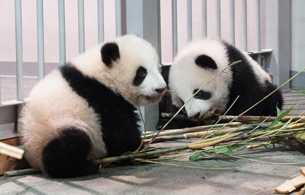 東京・上野動物園、双子のジャイアントパンダ。左が雌のレイレイ、右が雄のシャオシャオ。138日齢、11月8日撮影（東京動物園協会提供）