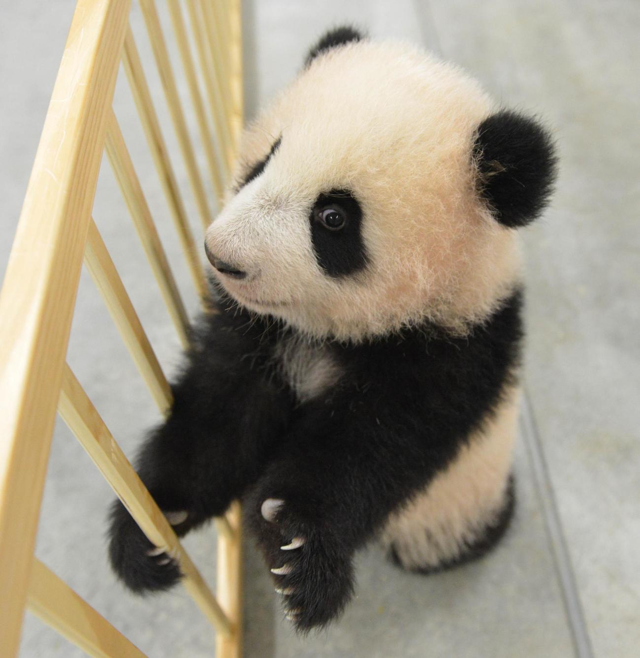 東京・上野動物園、双子ジャイアントパンダの雌レイレイ。138日齢、11月8日撮影（東京動物園協会提供）