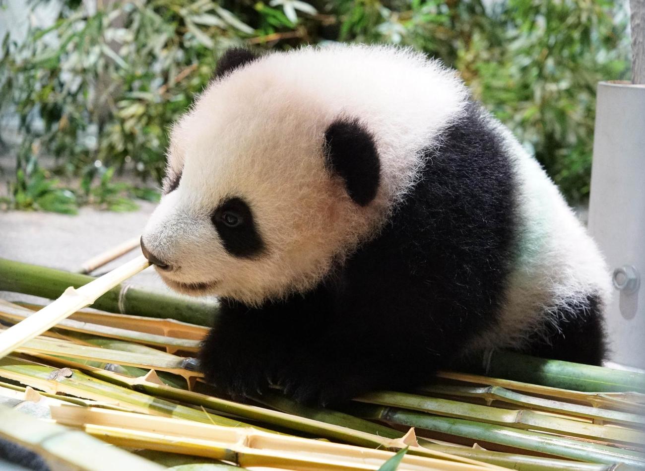 東京・上野動物園、双子のジャイアントパンダ。雄のシャオシャオ。138日齢、11月8日撮影（東京動物園協会提供）
