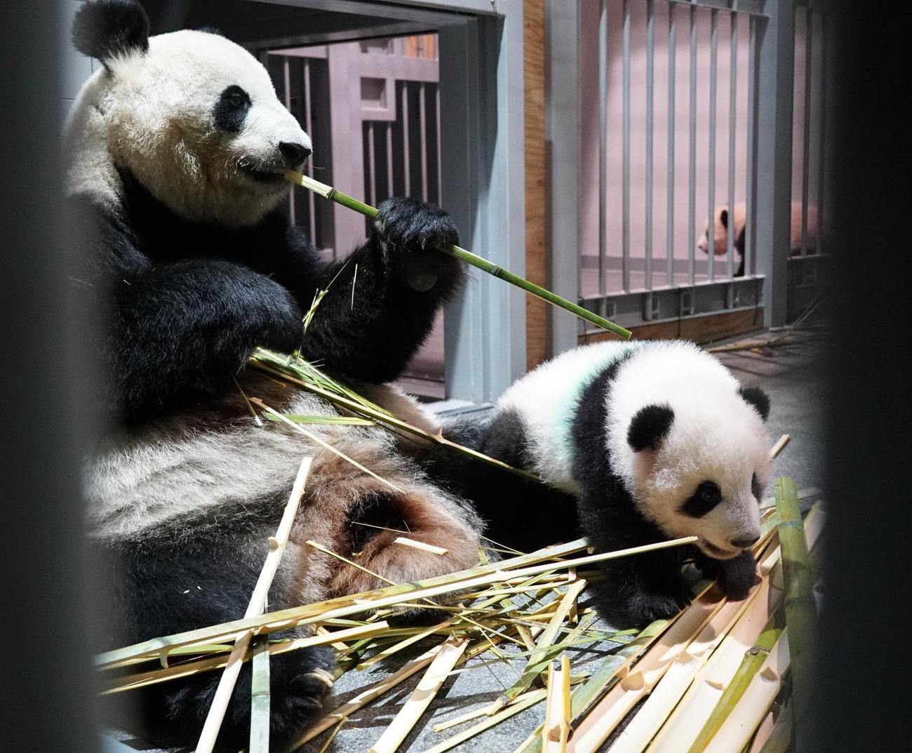 東京・上野動物園のジャイアントパンダの母子。左が母親シンシン、右が雄シャオシャオ。奥には雌レイレイも。138日齢、11月8日撮影（東京動物園協会提供）