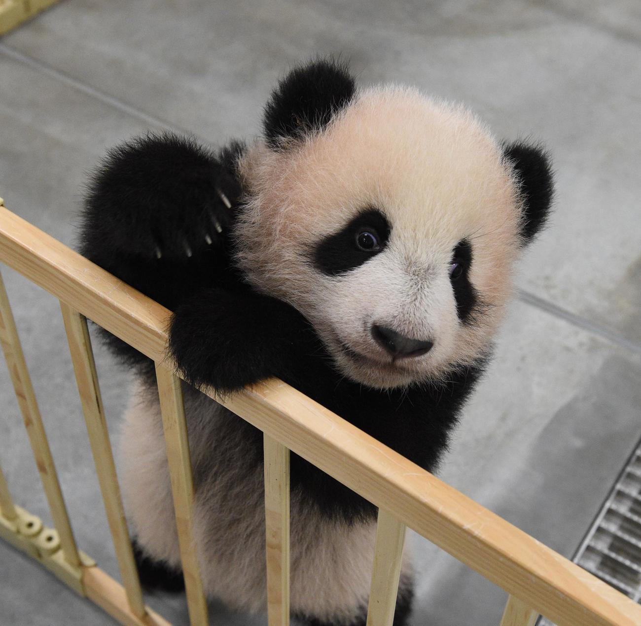 東京・上野動物園、双子のジャイアントパンダの雌レイレイ。145日齢、11月15日撮影（東京動物園協会提供）