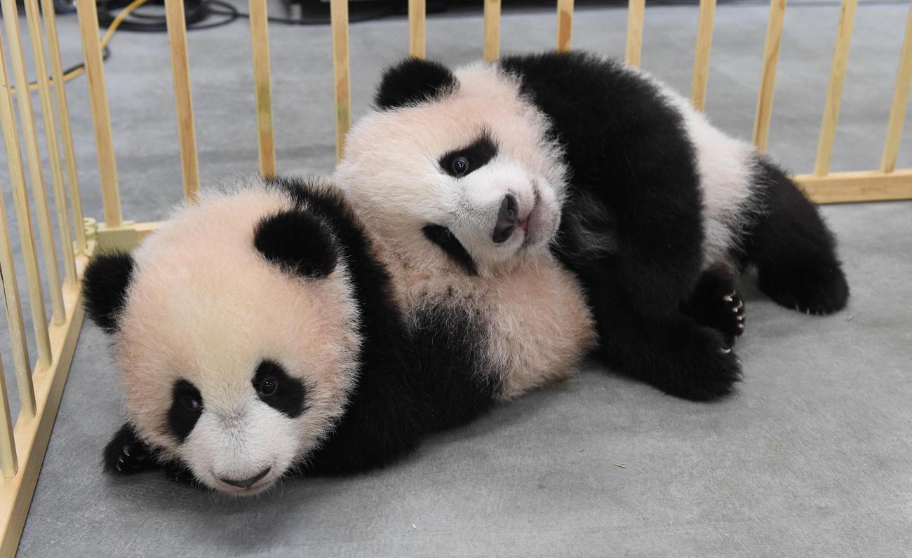 東京・上野動物園、双子のジャイアントパンダ。左が雌のレイレイ、右が雄のシャオシャオ。145日齢、11月15日撮影（東京動物園協会提供）