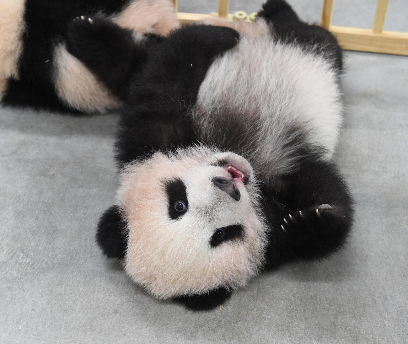 東京・上野動物園、双子のジャイアントパンダの雄シャオシャオ。145日齢、11月15日撮影（東京動物園協会提供）