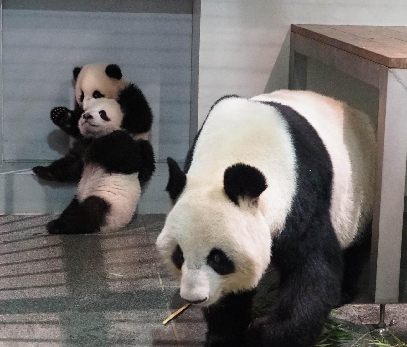 上野動物園、ジャイアントパンダの母親シンシンと双子。子どもたちは、手前が雄シャオシャオ、奥が雌レイレイ。145日齢、11月15日撮影（東京動物園協会提供）