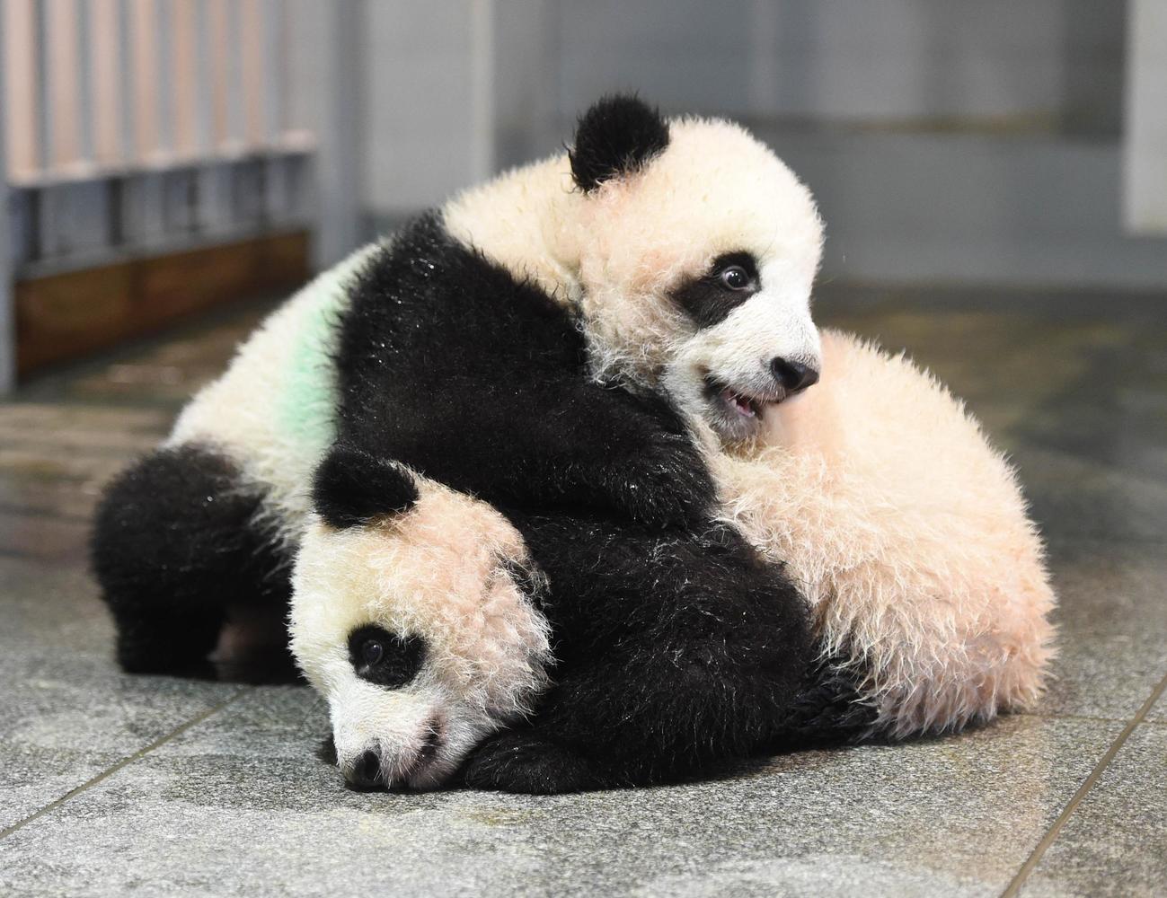 東京・上野動物園、双子のジャイアントパンダ。上が雄のシャオシャオ、下が雌のレイレイ。153日齢、11月23日撮影（東京動物園協会提供）