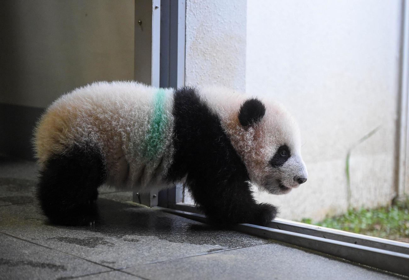 東京・上野動物園、双子のジャイアントパンダの雄シャオシャオ。153日齢、11月23日撮影（東京動物園協会提供）