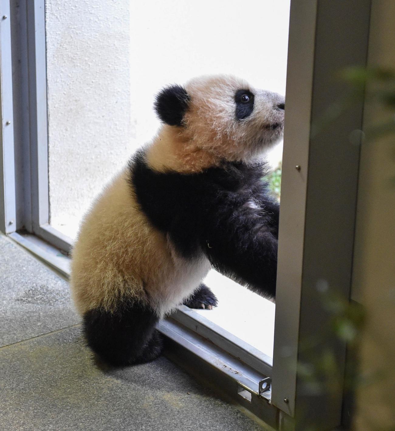 東京・上野動物園、双子のジャイアントパンダの雌レイレイ。153日齢、11月23日撮影（東京動物園協会提供）