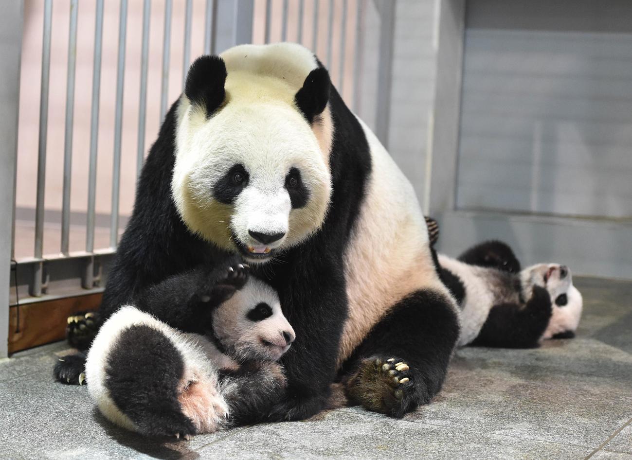 東京・上野動物園、ジャイアントパンダの母子。手前が雌のレイレイ、奥が雄のシャオシャオ。153日齢、11月23日撮影（東京動物園協会提供）
