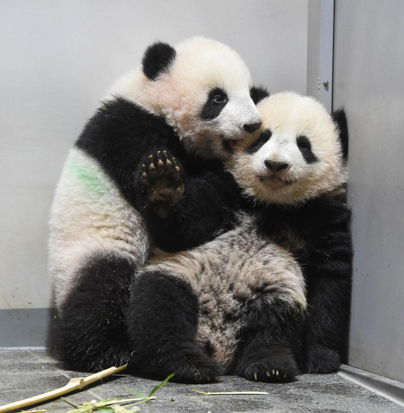 じゃれ合う上野動物園の双子のジャイアントパンダ。左が雄シャオシャオ、右が雌レイレイ。159日齢、11月29日撮影（東京動物園協会提供）