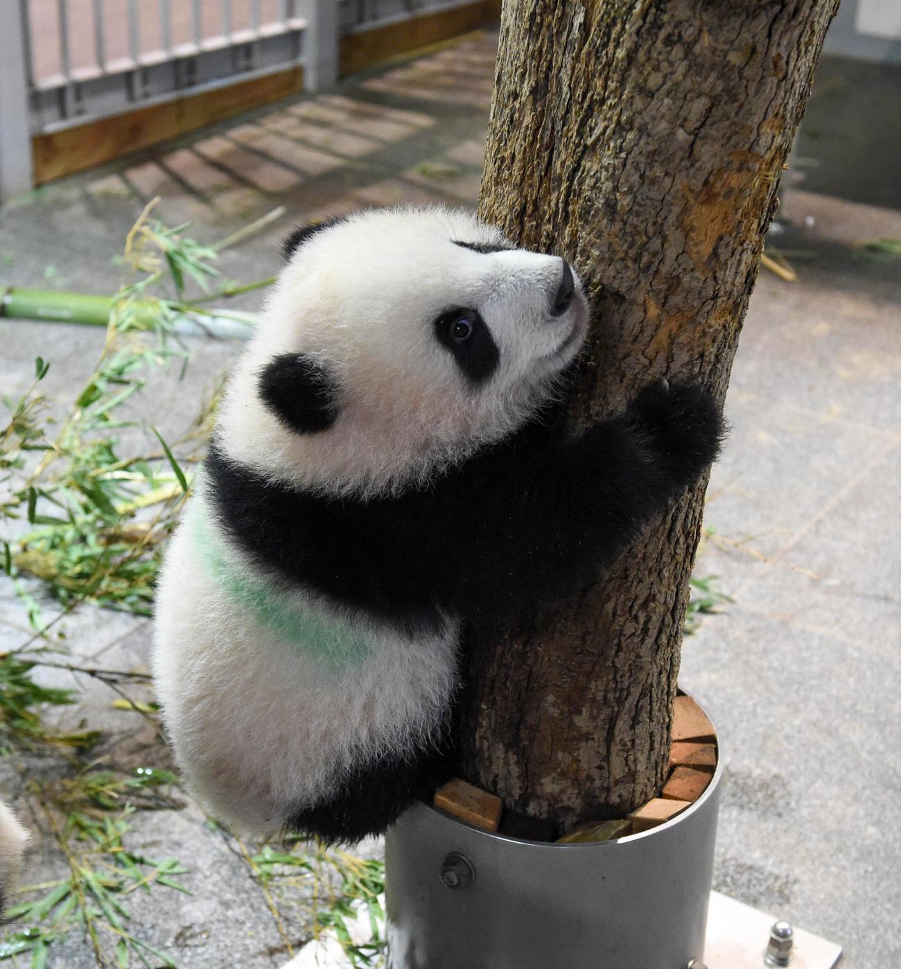 東京・上野動物園、双子のジャイアントパンダ。丸太に登ろうとする雄のシャオシャオ。159日齢、11月29日撮影（東京動物園協会提供）