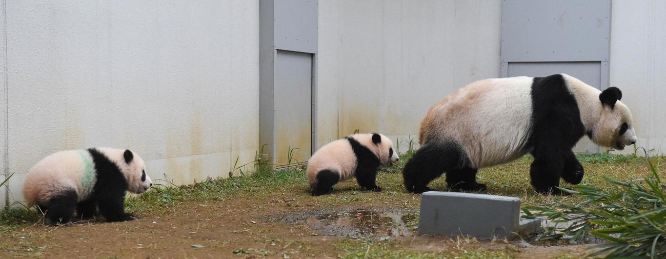東京・上野動物園、ジャイアントパンダの母子。屋外で母親シンシンを追いかけて歩く雌レイレイ（中央）と雄シャオシャオ（左）。159日齢、11月29日撮影（東京動物園協会提供）