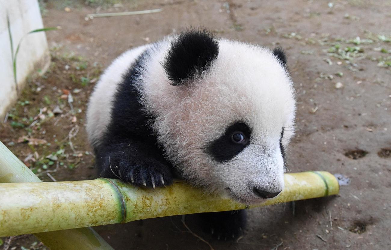 東京・上野動物園、双子のジャイアントパンダ。雌のレイレイ。159日齢、11月29日撮影（東京動物園協会提供）