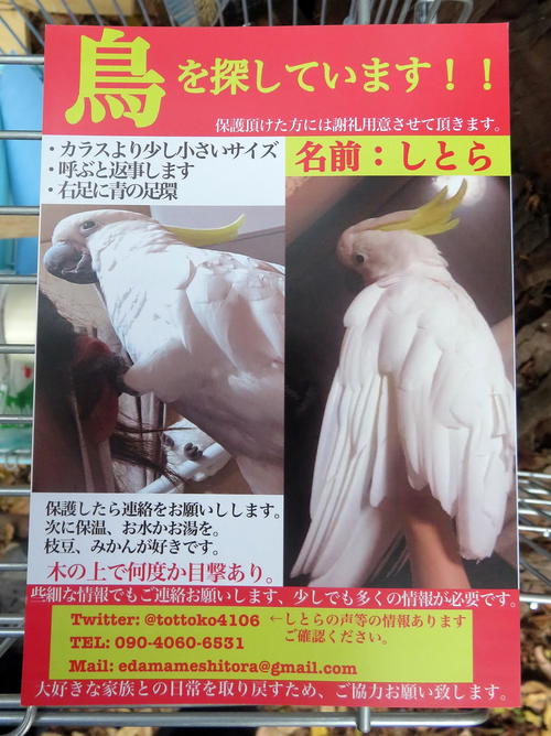 白いオウムを捜せ ユーチューバーの呼びかけに70人集結も発見できず 社会写真ニュース 日刊スポーツ