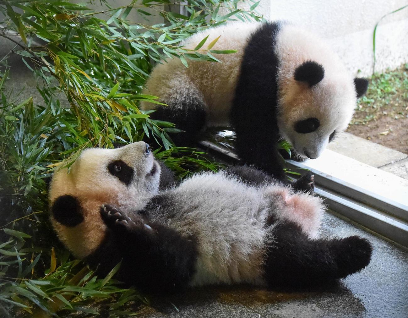 上野動物園の双子のジャイアントパンダ。手前が雄のシャオシャオ、奥が雌のレイレイ。166日齢、12月6日撮影（東京動物園協会提供）