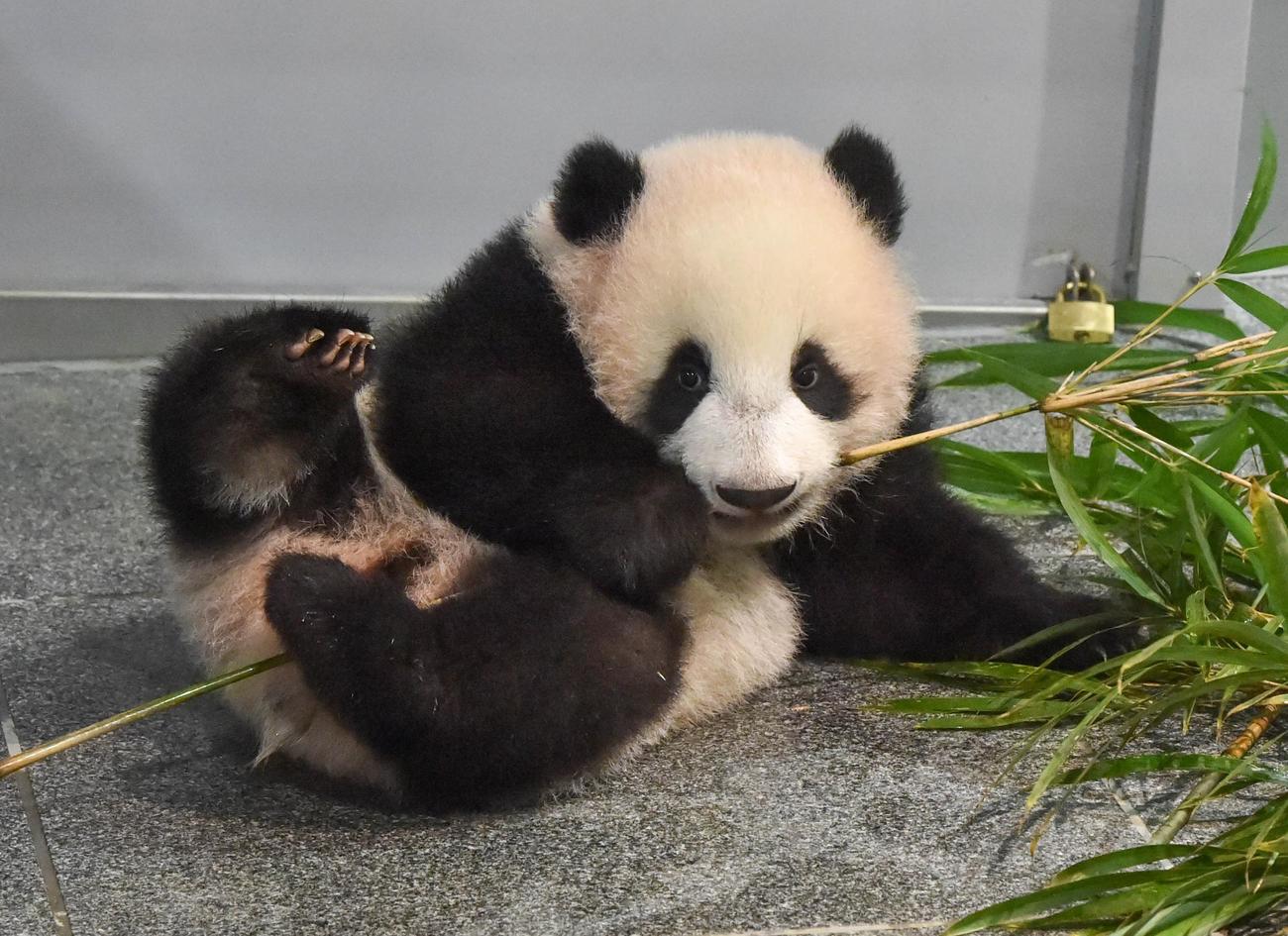 上野動物園の双子のジャイアントパンダ。雄のシャオシャオ。166日齢、12月6日撮影（東京動物園協会提供）