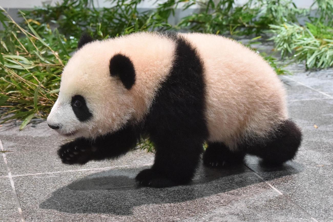 上野動物園、双子のジャイアントパンダ。雌のレイレイ。166日齢、12月6日撮影（東京動物園協会提供）