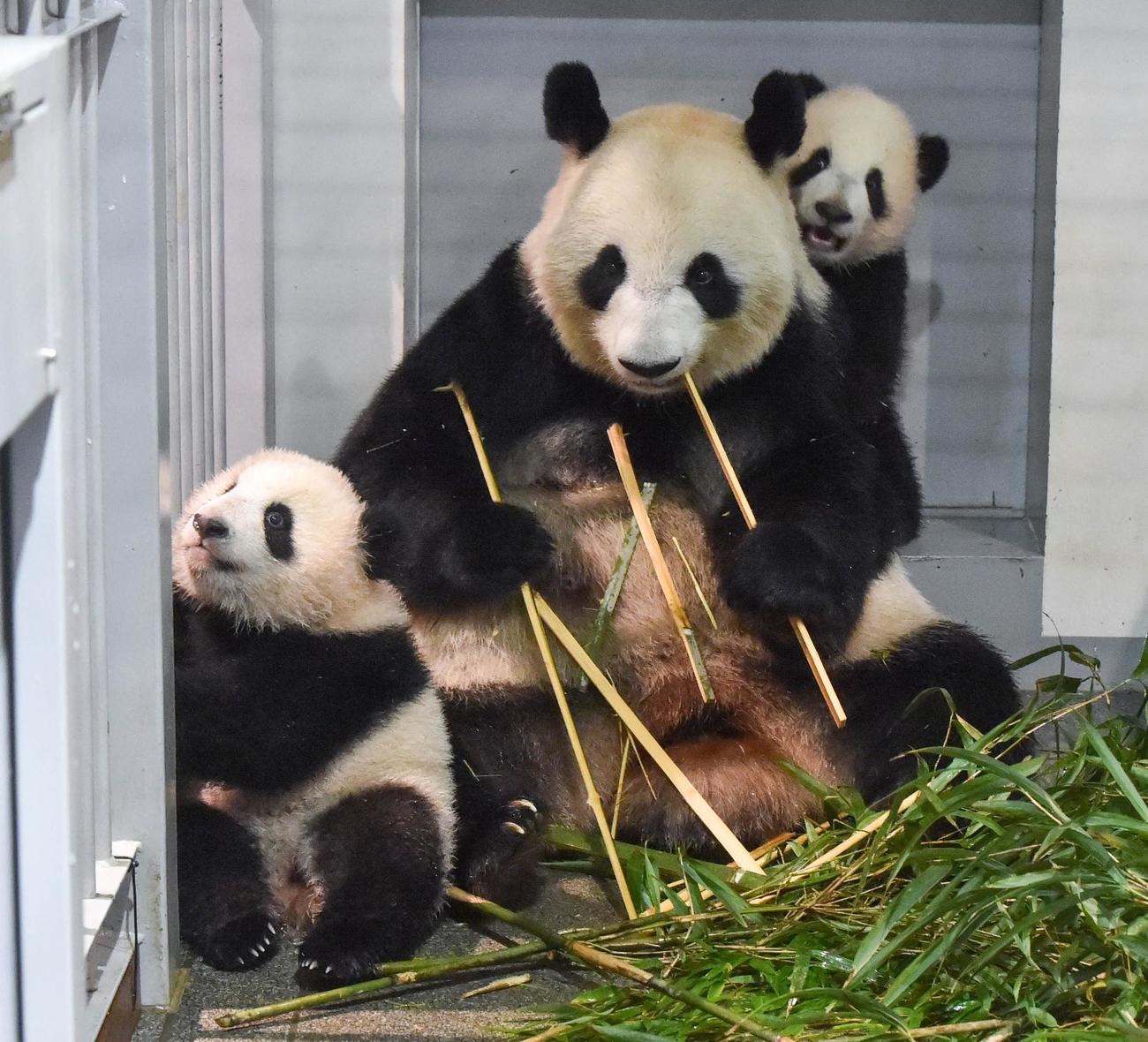 上野動物園、ジャイアントパンダの母子。左から雌レイレイ、母親シンシン、雄シャオシャオ。166日齢、12月6日撮影（東京動物園協会提供）