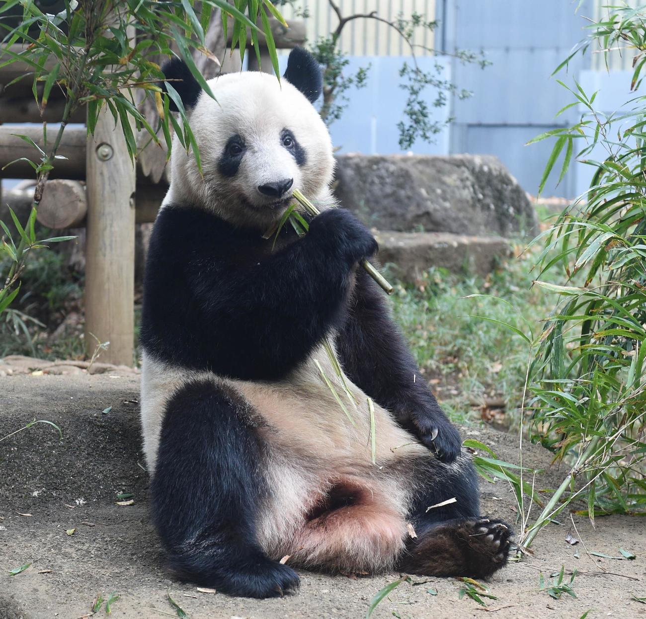 上野動物園、ジャイアントパンダのシャンシャン。12月6日撮影（東京動物園協会提供）