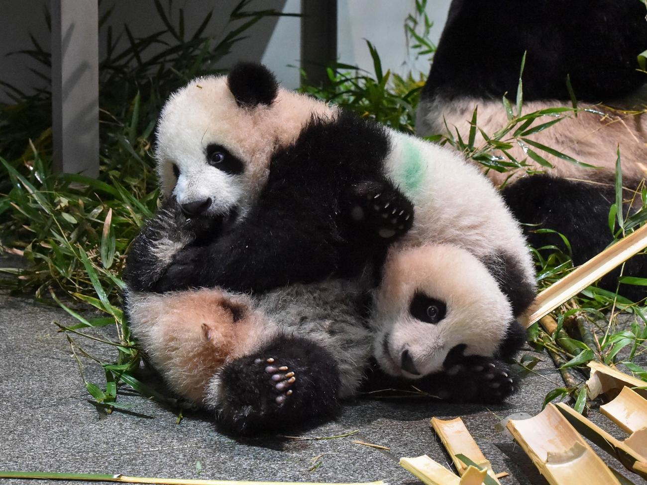 上野動物園の双子のジャイアントパンダ。上が雄のシャオシャオ、下が雌のレイレイ。164日齢、12月4日撮影（東京動物園協会提供）