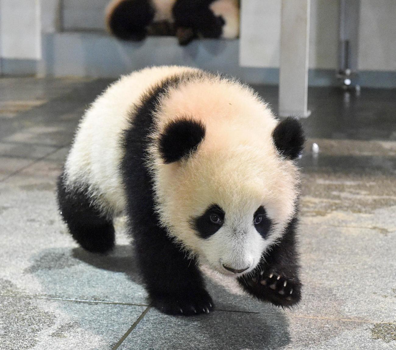 上野動物園、双子のジャイアントパンダ。雌のレイレイ。173日齢、12月13日撮影（東京動物園協会提供）