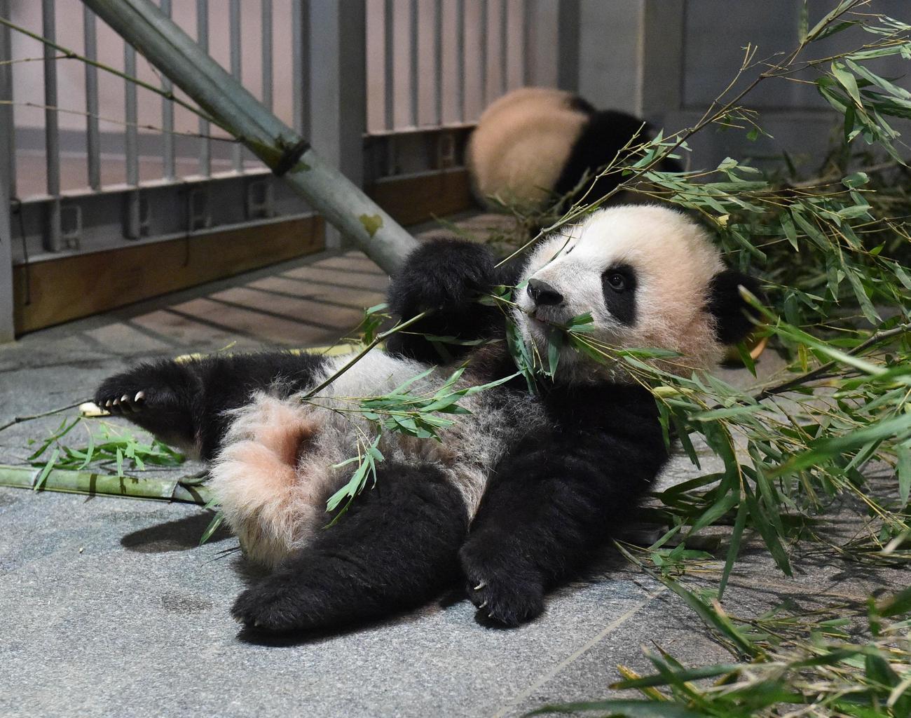 上野動物園の双子のジャイアントパンダ。雄のシャオシャオ。173日齢、12月13日撮影（東京動物園協会提供）