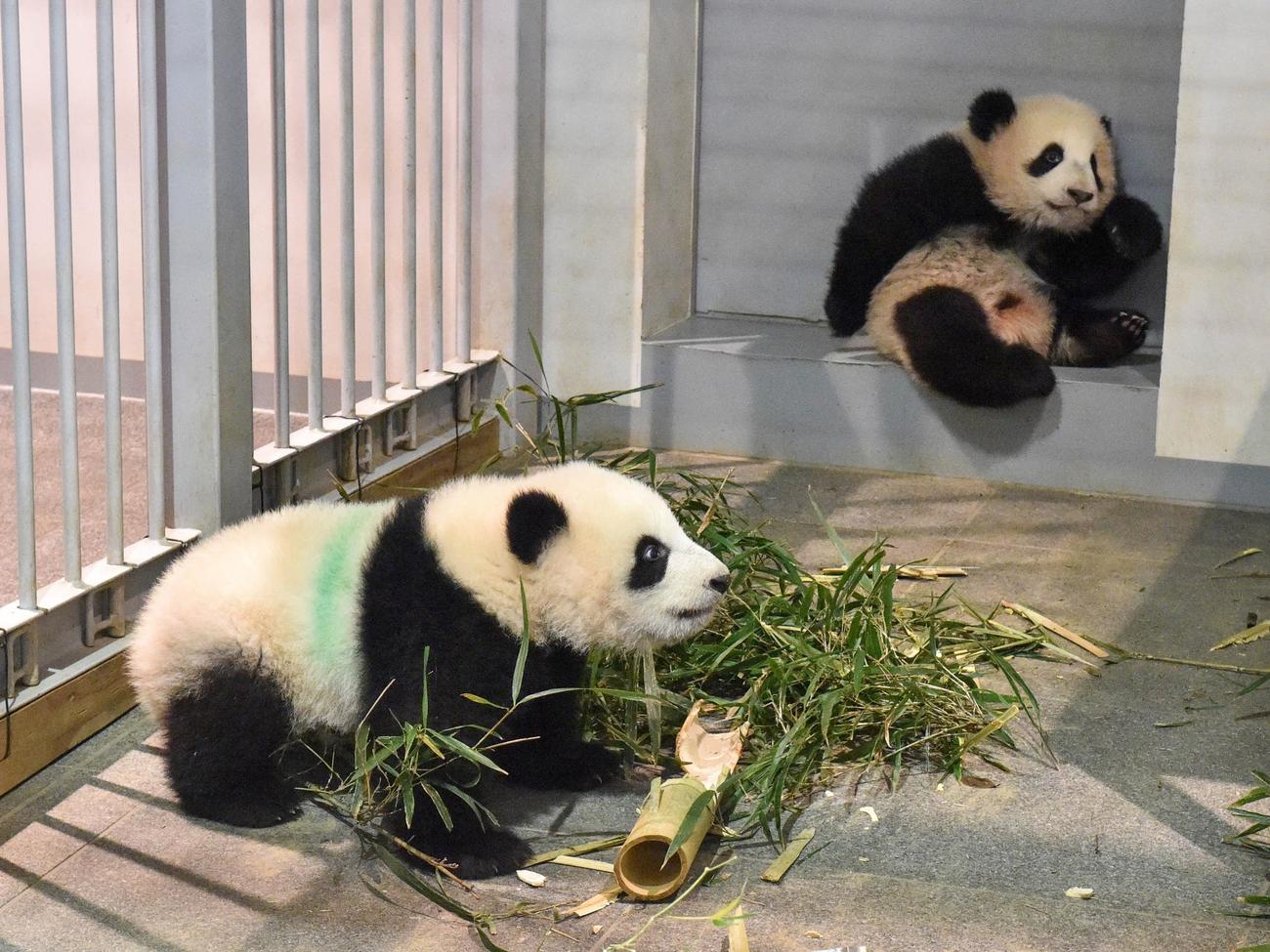 上野動物園の双子のジャイアントパンダ。手前が雄シャオシャオ、奥が雌レイレイ。173日齢、12月13日撮影（東京動物園協会提供）