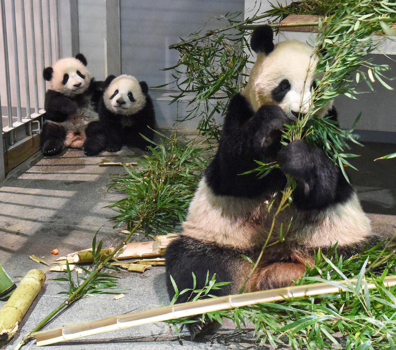 上野動物園のジャイアントパンダの母子。左から雌レイレイ、雄シャオシャオ、母親シンシン。173日齢、12月13日撮影（東京動物園協会提供）