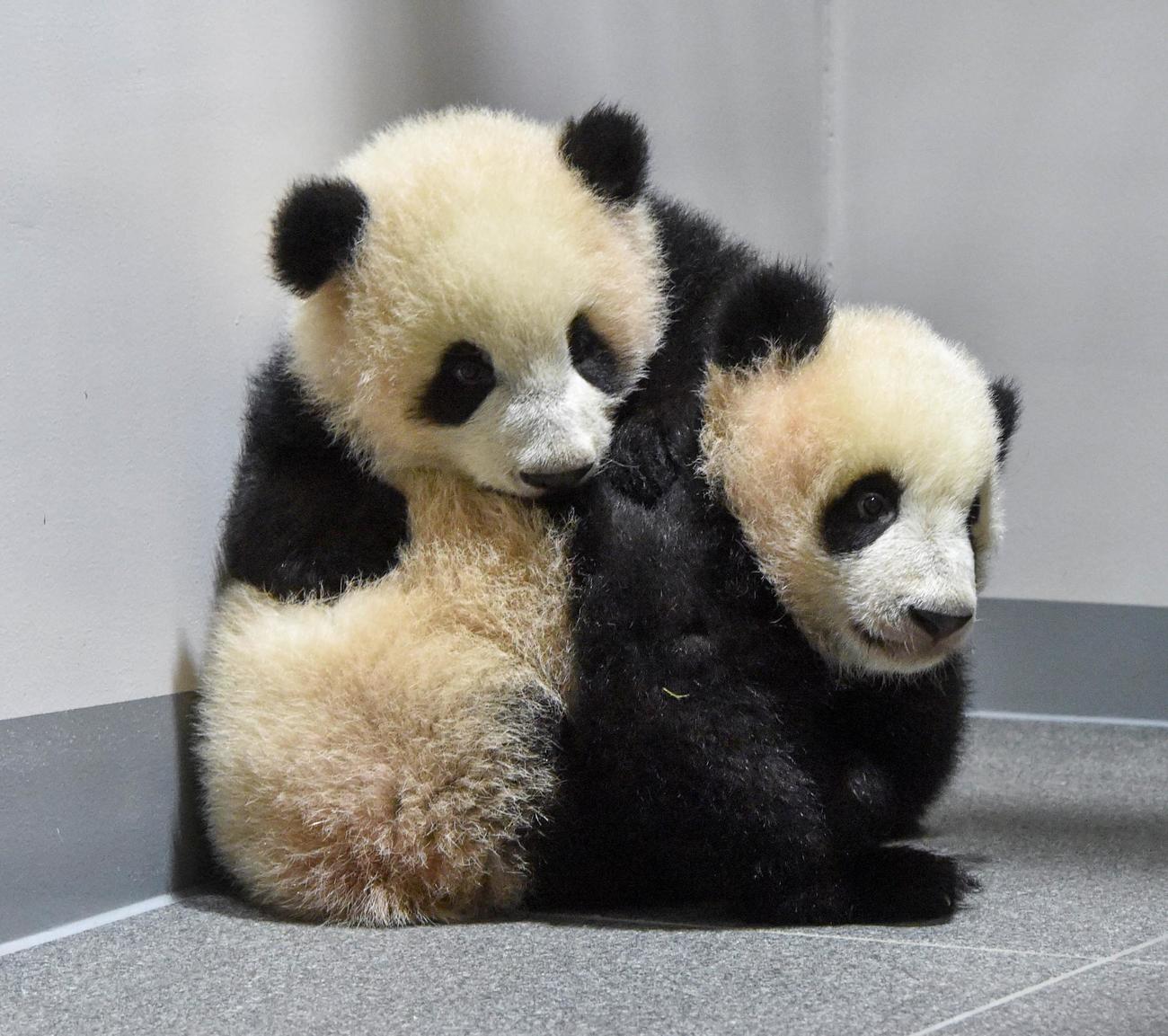 上野動物園の双子のジャイアントパンダ。手前が雌のレイレイ、奥が雄のシャオシャオ。173日齢、12月13日撮影（東京動物園協会提供）