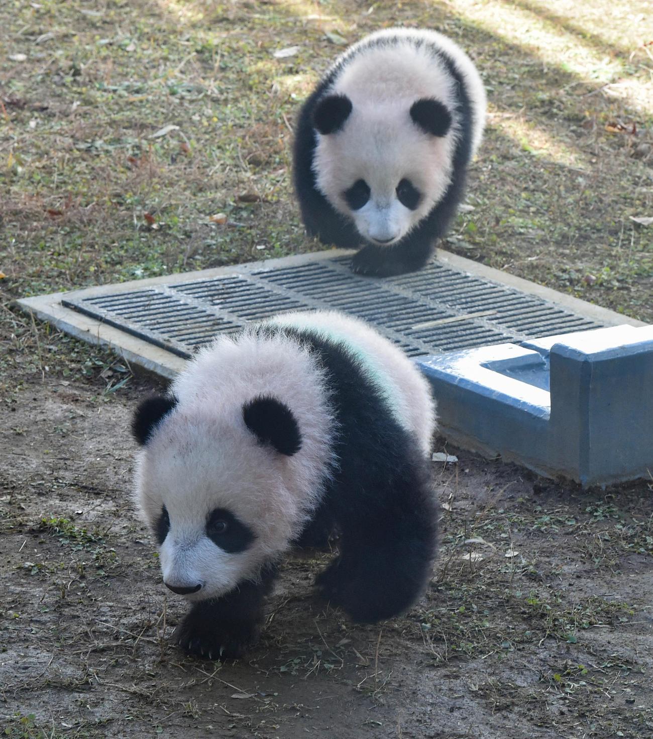 上野動物園の双子のジャイアントパンダ。手前が雄シャオシャオ、奥が雌レイレイ。180日齢、12月20日撮影（東京動物園協会提供）
